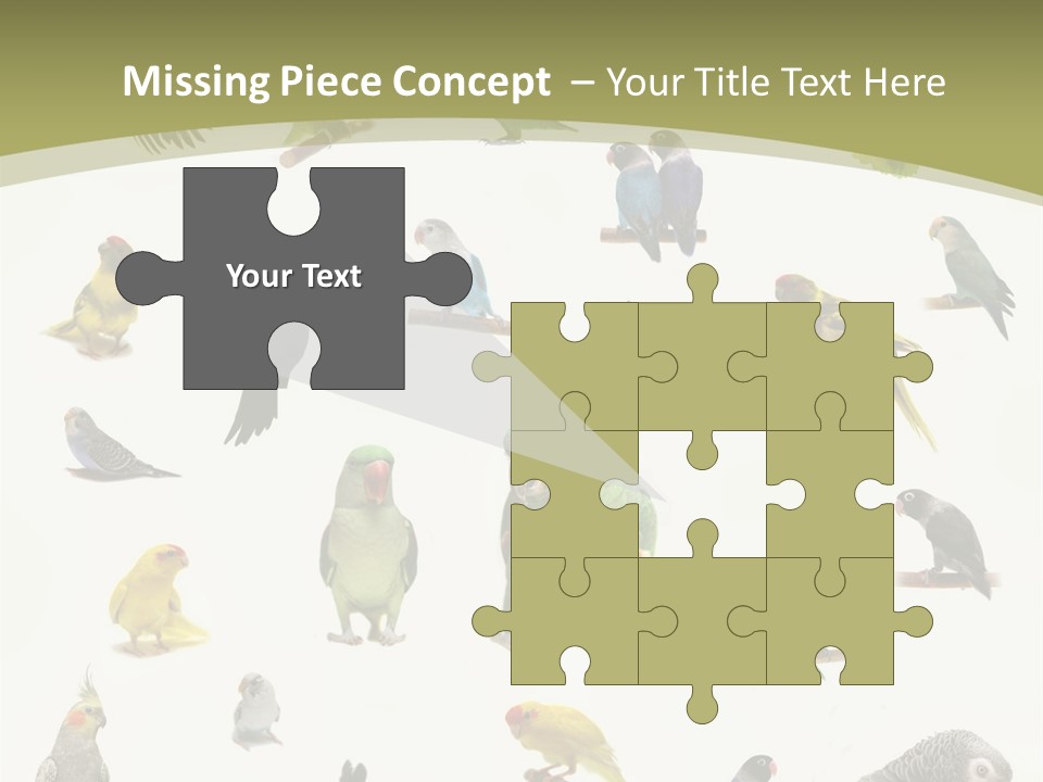 Domestic Animal Peachfaced Orange PowerPoint Template