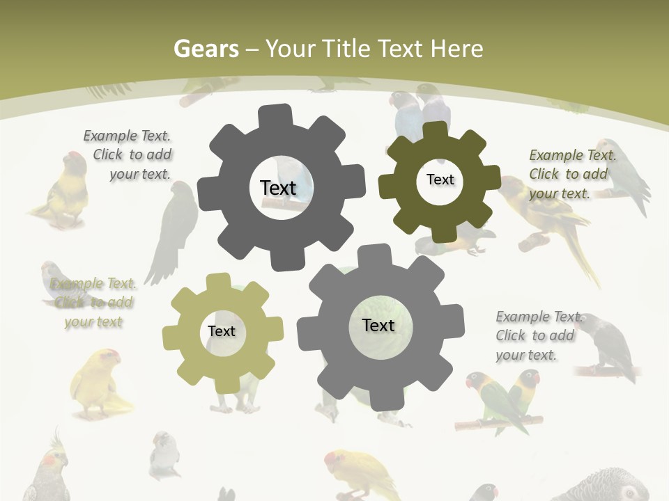 Domestic Animal Peachfaced Orange PowerPoint Template