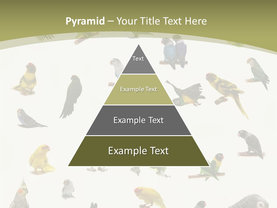 Domestic Animal Peachfaced Orange PowerPoint Template