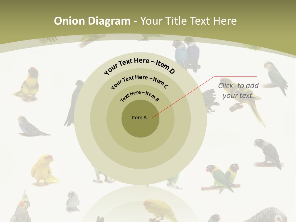 Domestic Animal Peachfaced Orange PowerPoint Template