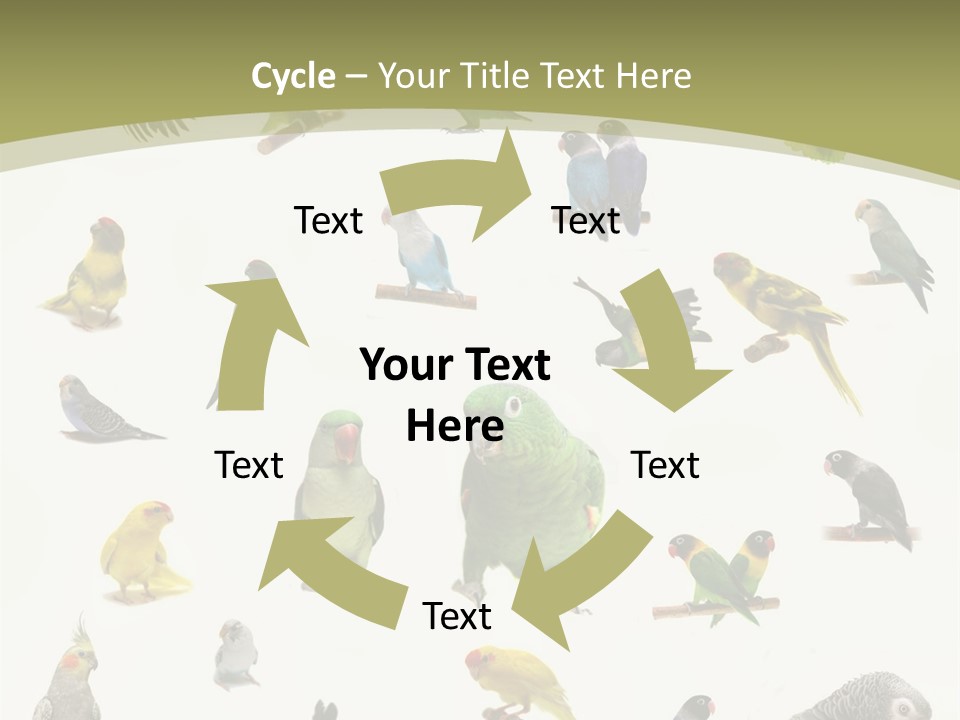 Domestic Animal Peachfaced Orange PowerPoint Template