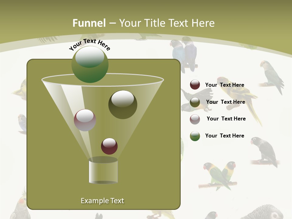 Domestic Animal Peachfaced Orange PowerPoint Template