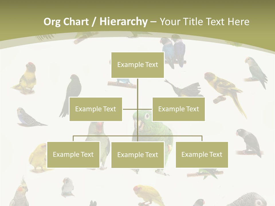 Domestic Animal Peachfaced Orange PowerPoint Template