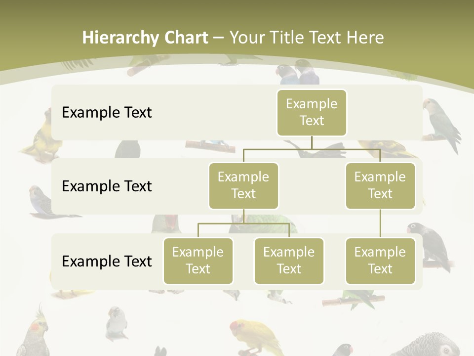 Domestic Animal Peachfaced Orange PowerPoint Template