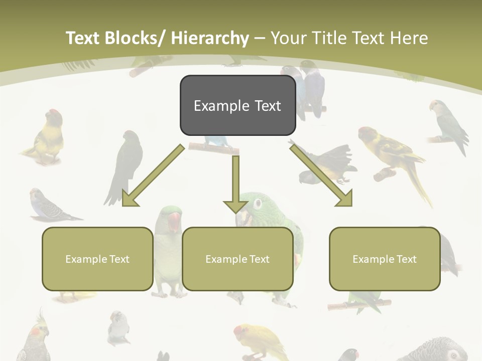 Domestic Animal Peachfaced Orange PowerPoint Template