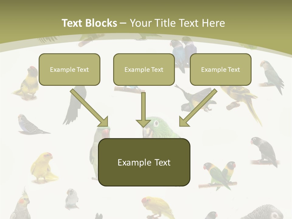 Domestic Animal Peachfaced Orange PowerPoint Template