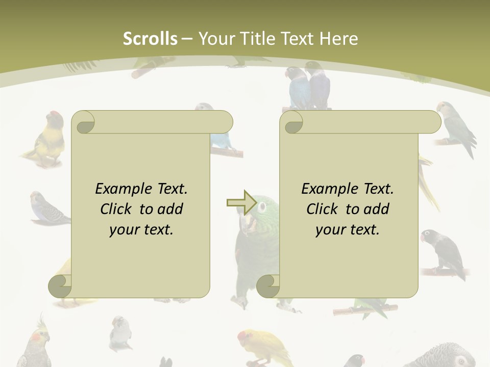 Domestic Animal Peachfaced Orange PowerPoint Template