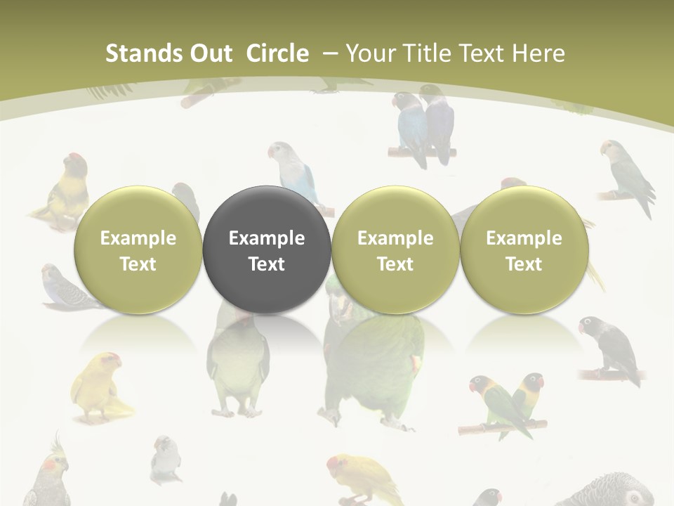 Domestic Animal Peachfaced Orange PowerPoint Template