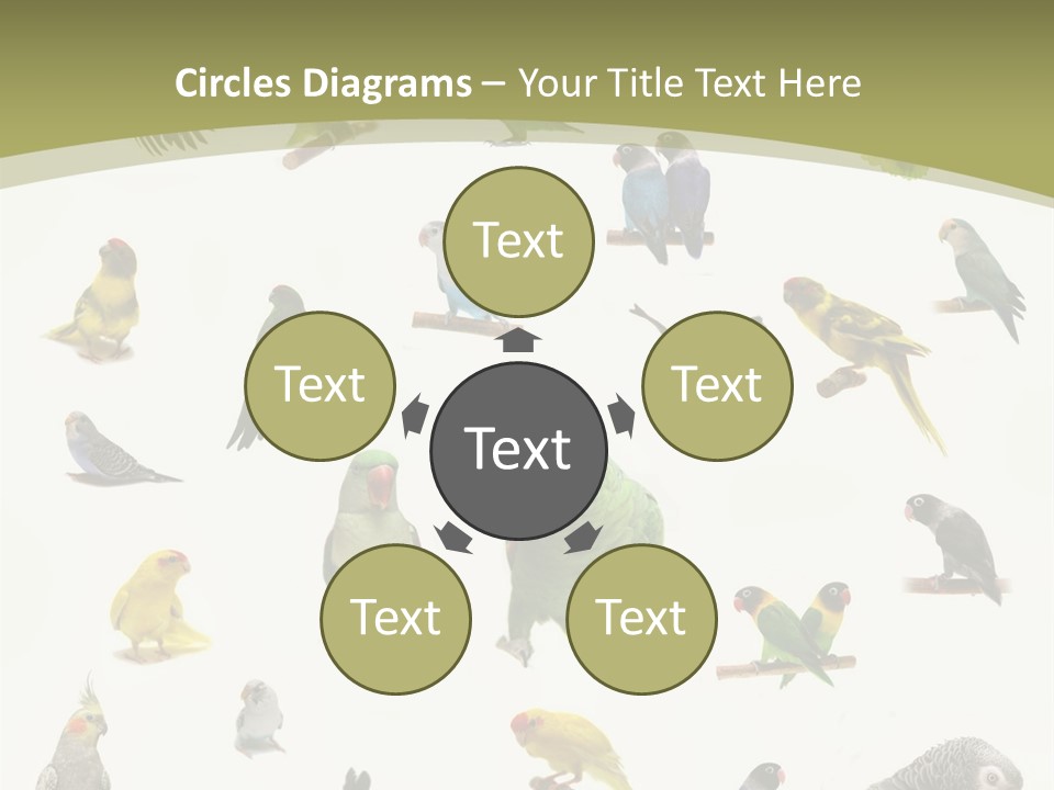 Domestic Animal Peachfaced Orange PowerPoint Template