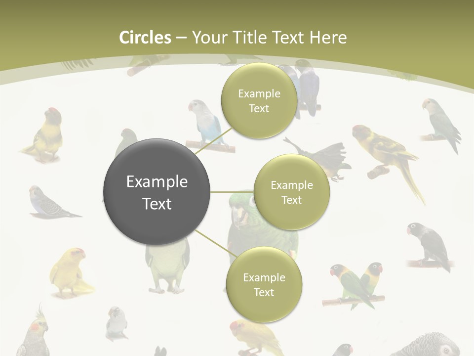 Domestic Animal Peachfaced Orange PowerPoint Template