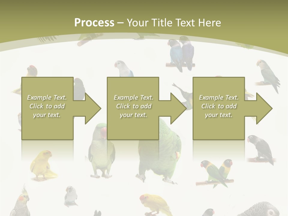 Domestic Animal Peachfaced Orange PowerPoint Template