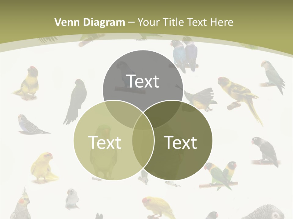 Domestic Animal Peachfaced Orange PowerPoint Template