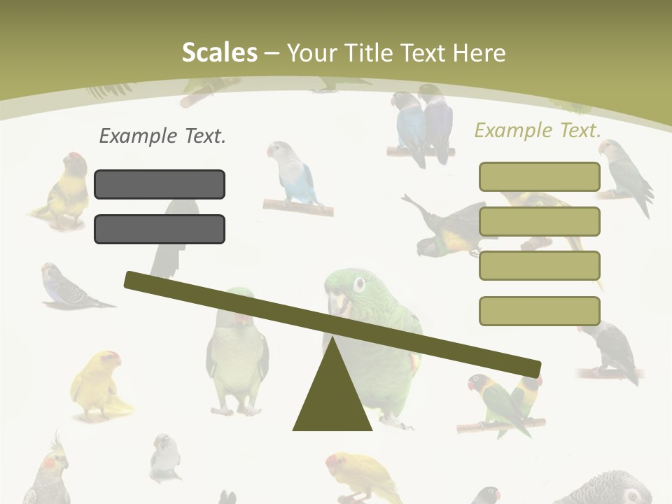 Domestic Animal Peachfaced Orange PowerPoint Template