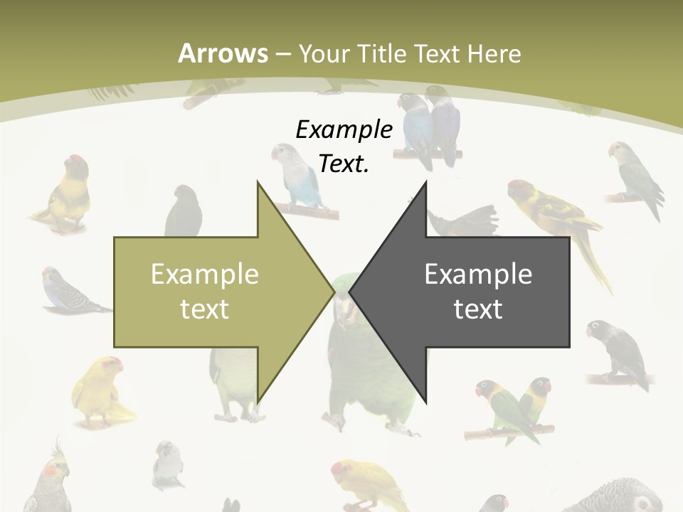 Domestic Animal Peachfaced Orange PowerPoint Template