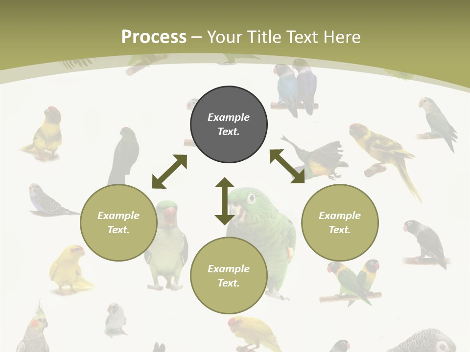 Domestic Animal Peachfaced Orange PowerPoint Template