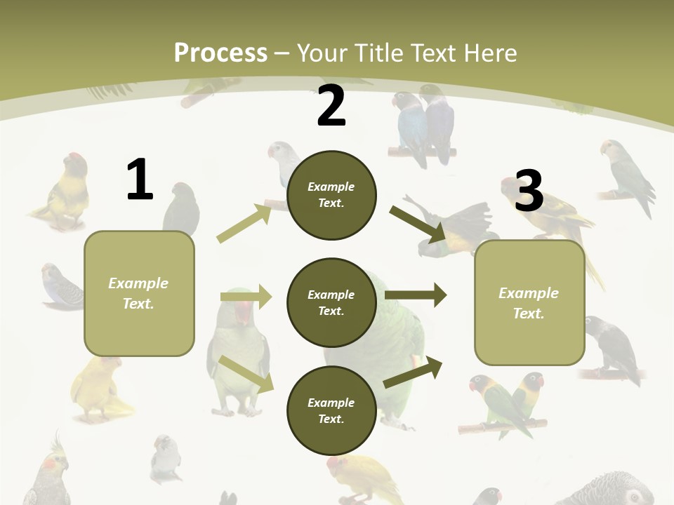 Domestic Animal Peachfaced Orange PowerPoint Template