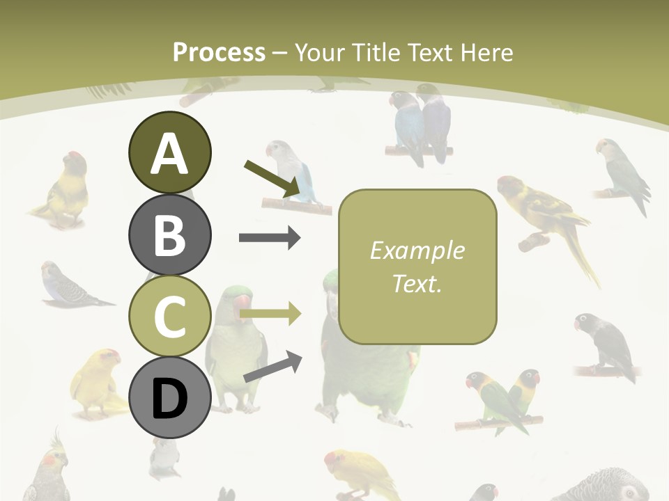 Domestic Animal Peachfaced Orange PowerPoint Template