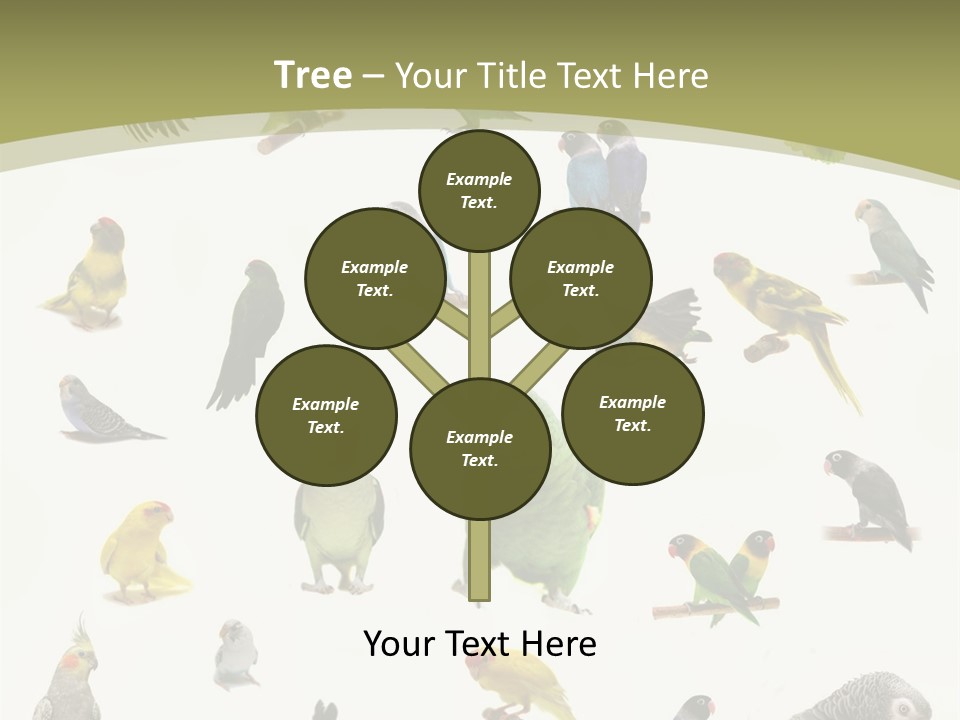 Domestic Animal Peachfaced Orange PowerPoint Template