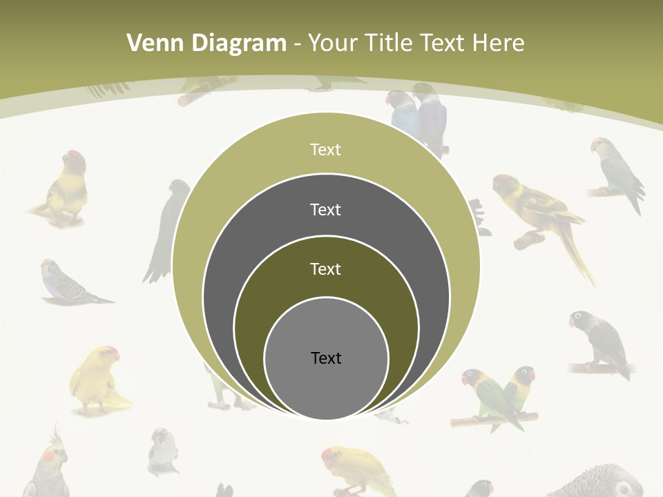 Domestic Animal Peachfaced Orange PowerPoint Template