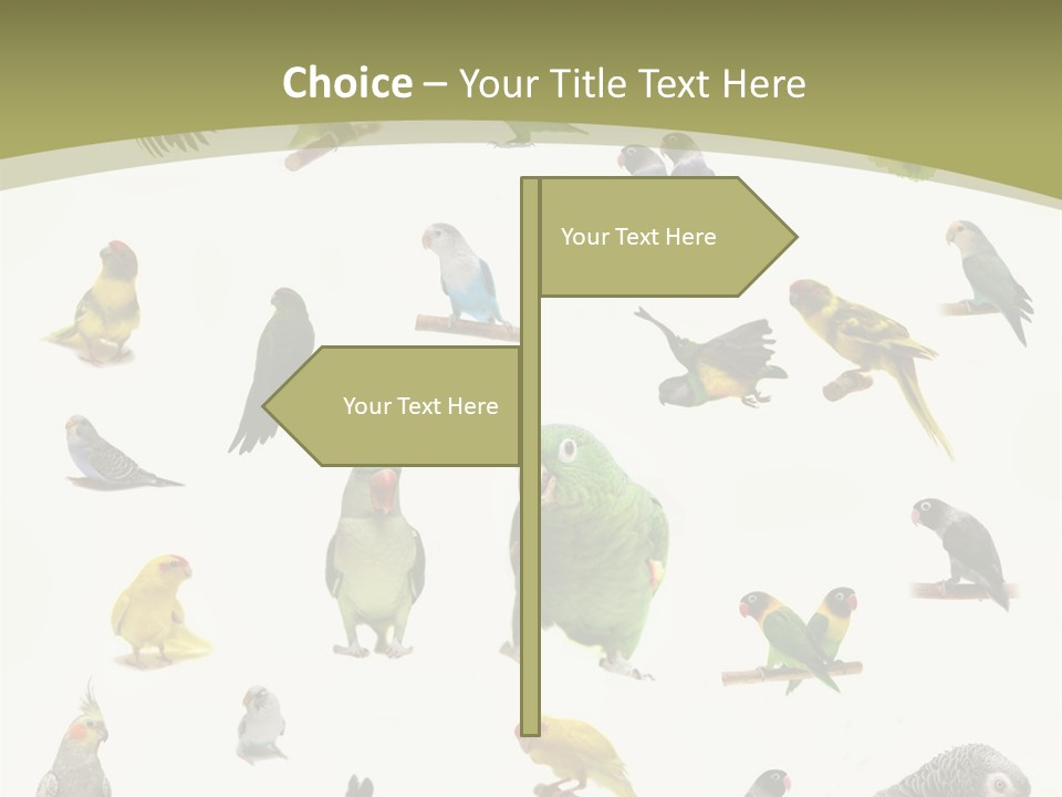 Domestic Animal Peachfaced Orange PowerPoint Template