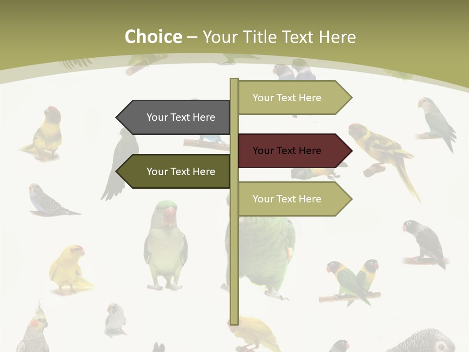 Domestic Animal Peachfaced Orange PowerPoint Template