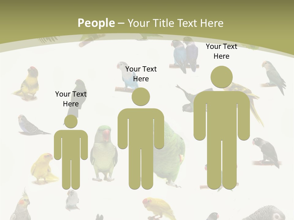 Domestic Animal Peachfaced Orange PowerPoint Template