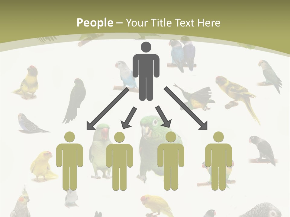 Domestic Animal Peachfaced Orange PowerPoint Template