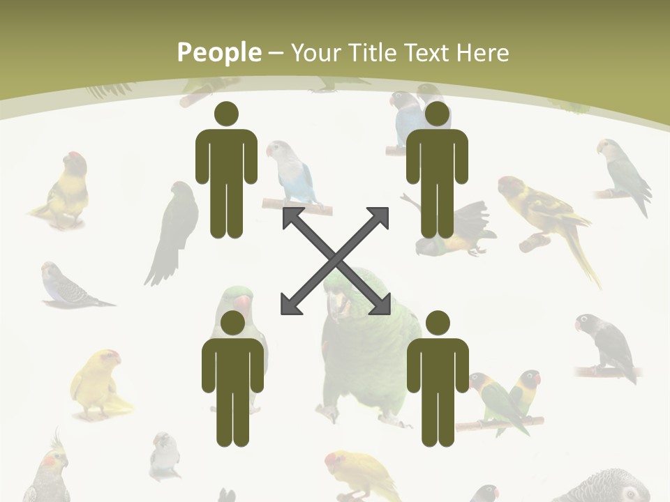 Domestic Animal Peachfaced Orange PowerPoint Template