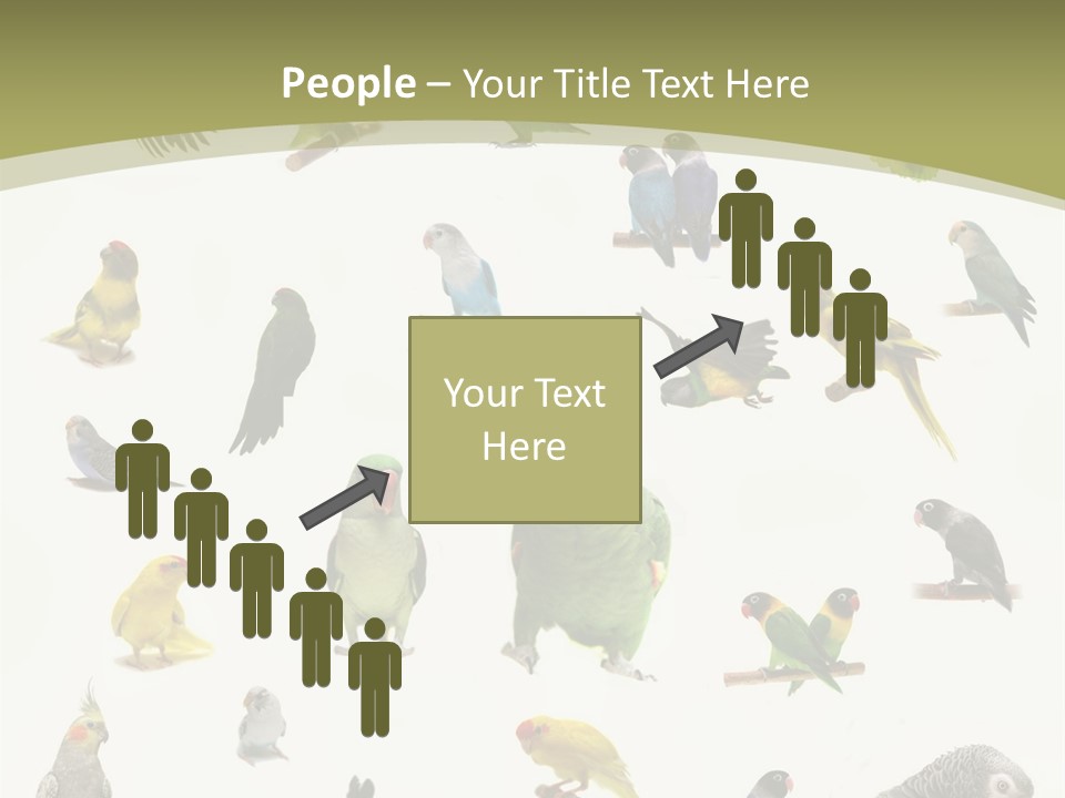 Domestic Animal Peachfaced Orange PowerPoint Template