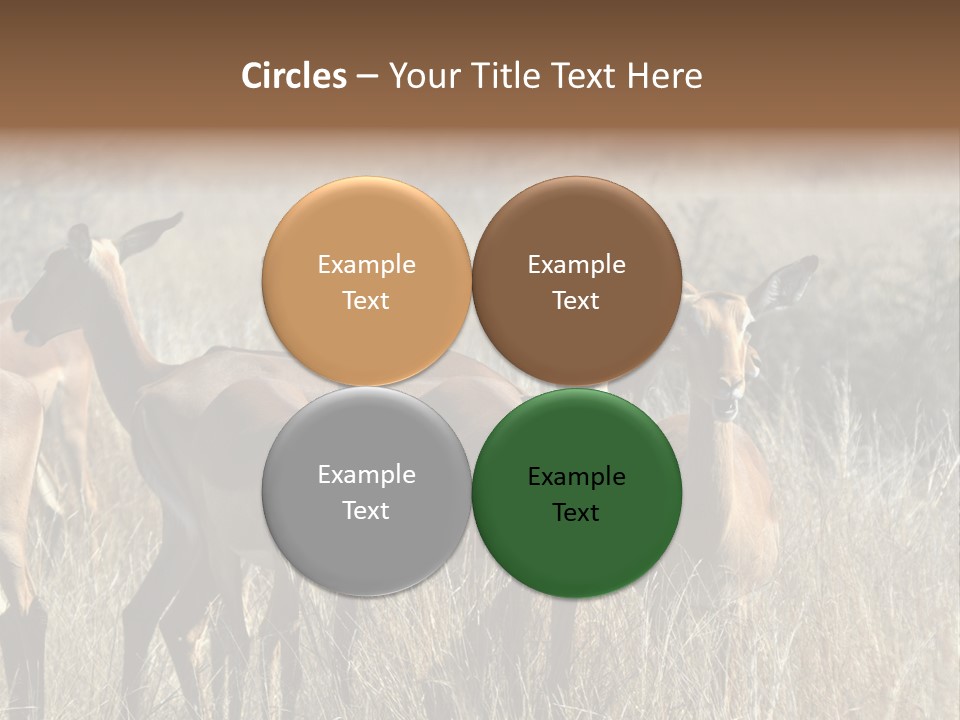 Fauna Ecology National PowerPoint Template