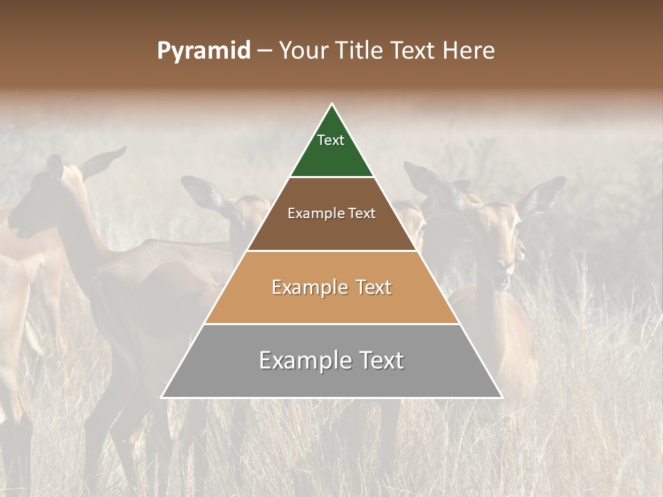 Fauna Ecology National PowerPoint Template