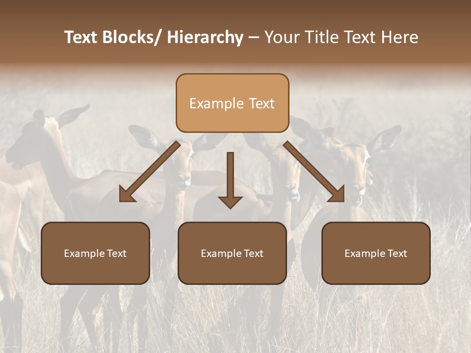 Fauna Ecology National PowerPoint Template