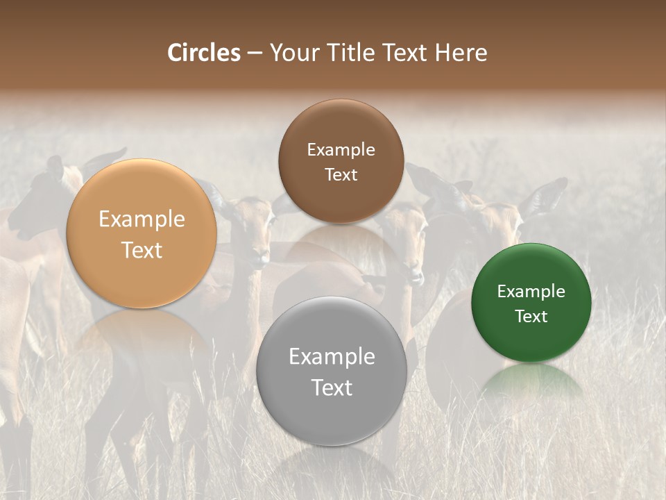 Fauna Ecology National PowerPoint Template