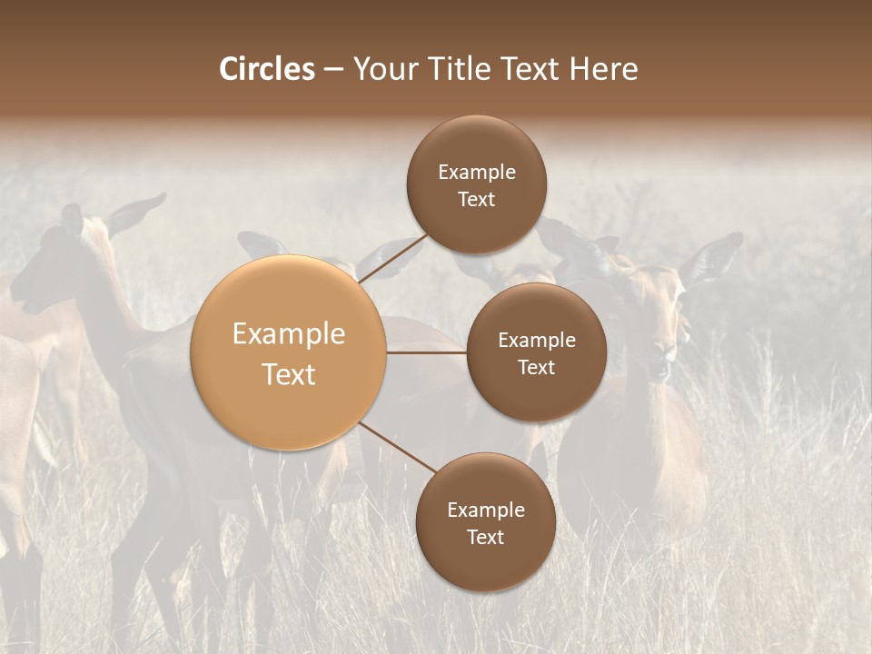 Fauna Ecology National PowerPoint Template