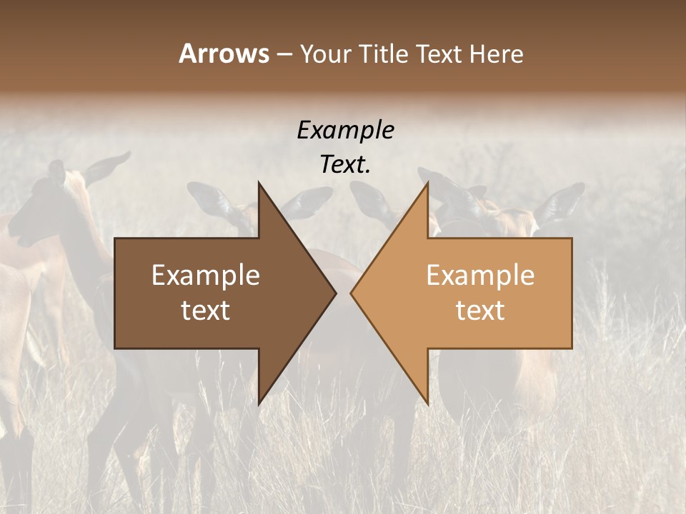 Fauna Ecology National PowerPoint Template