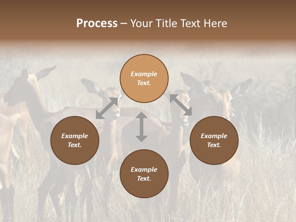 Fauna Ecology National PowerPoint Template