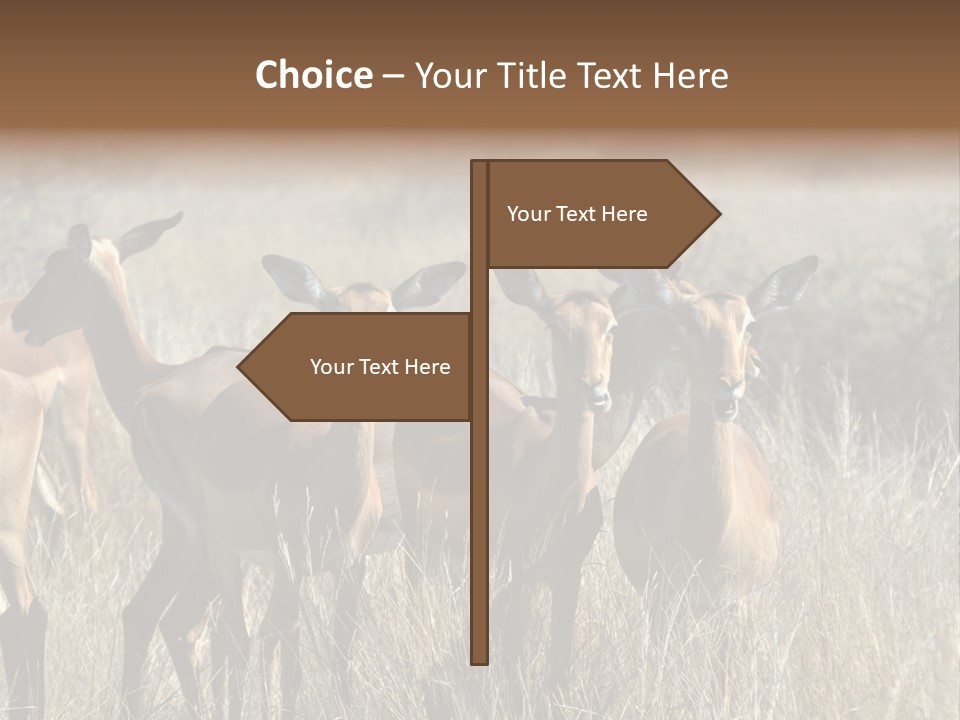 Fauna Ecology National PowerPoint Template