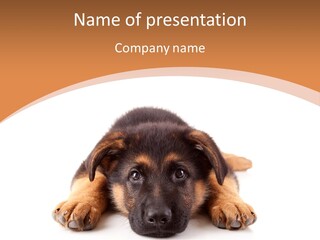 Purebred Domestic Mammal PowerPoint Template