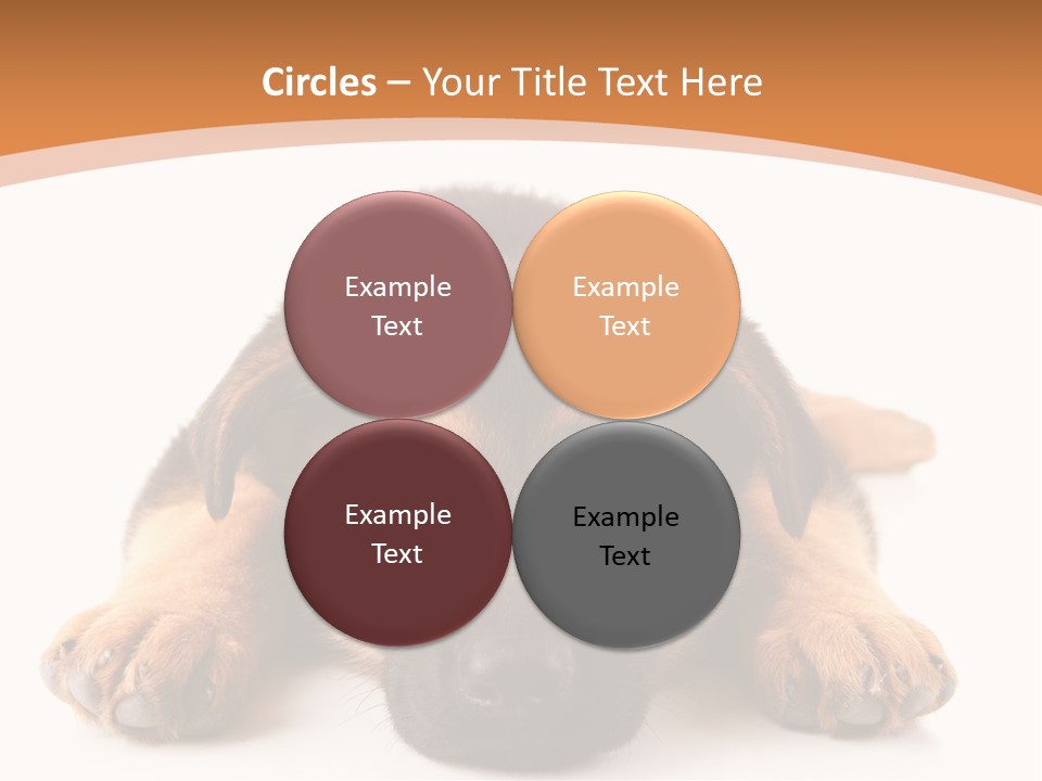 Purebred Domestic Mammal PowerPoint Template