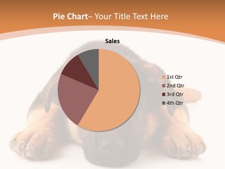 Purebred Domestic Mammal PowerPoint Template