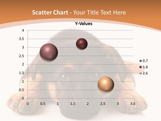 Purebred Domestic Mammal PowerPoint Template