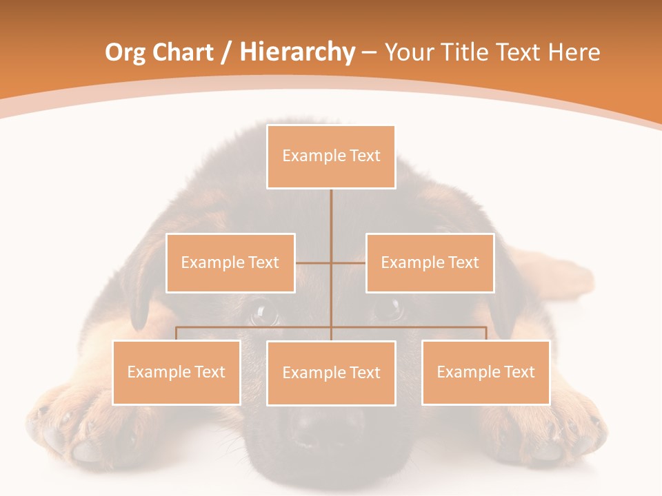 Purebred Domestic Mammal PowerPoint Template