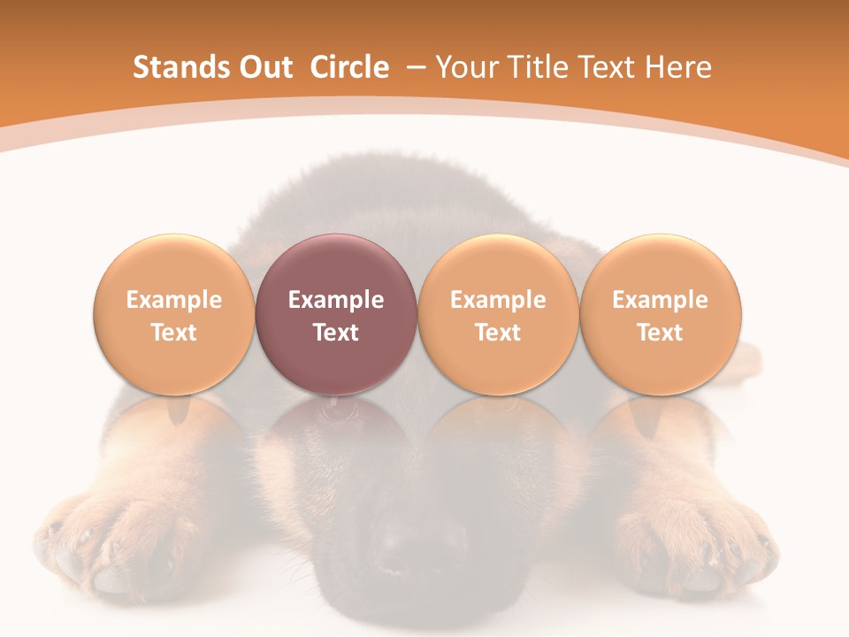Purebred Domestic Mammal PowerPoint Template