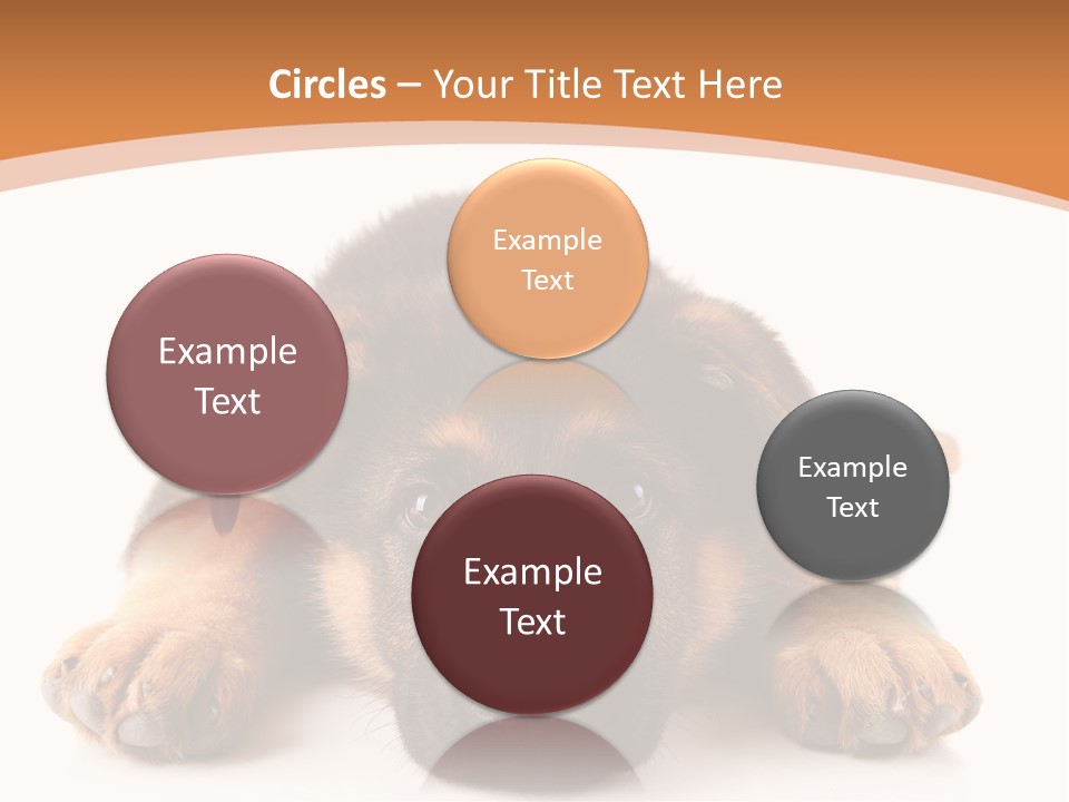Purebred Domestic Mammal PowerPoint Template