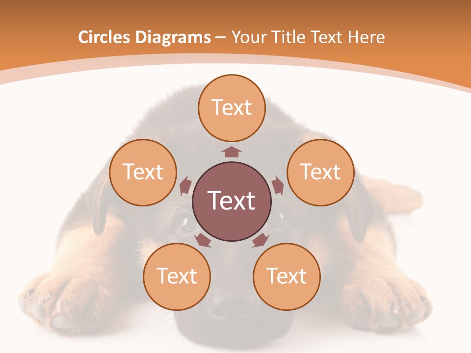 Purebred Domestic Mammal PowerPoint Template