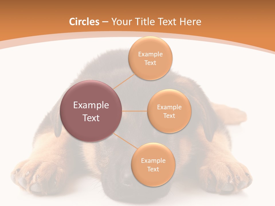 Purebred Domestic Mammal PowerPoint Template