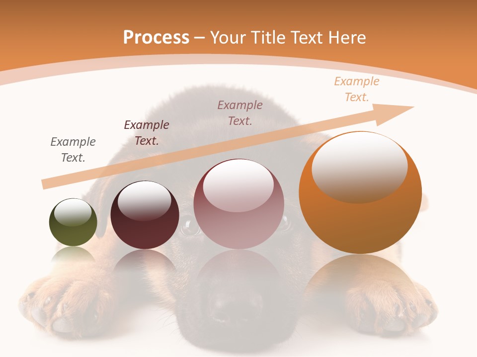 Purebred Domestic Mammal PowerPoint Template