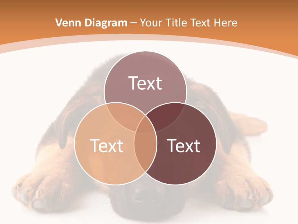 Purebred Domestic Mammal PowerPoint Template