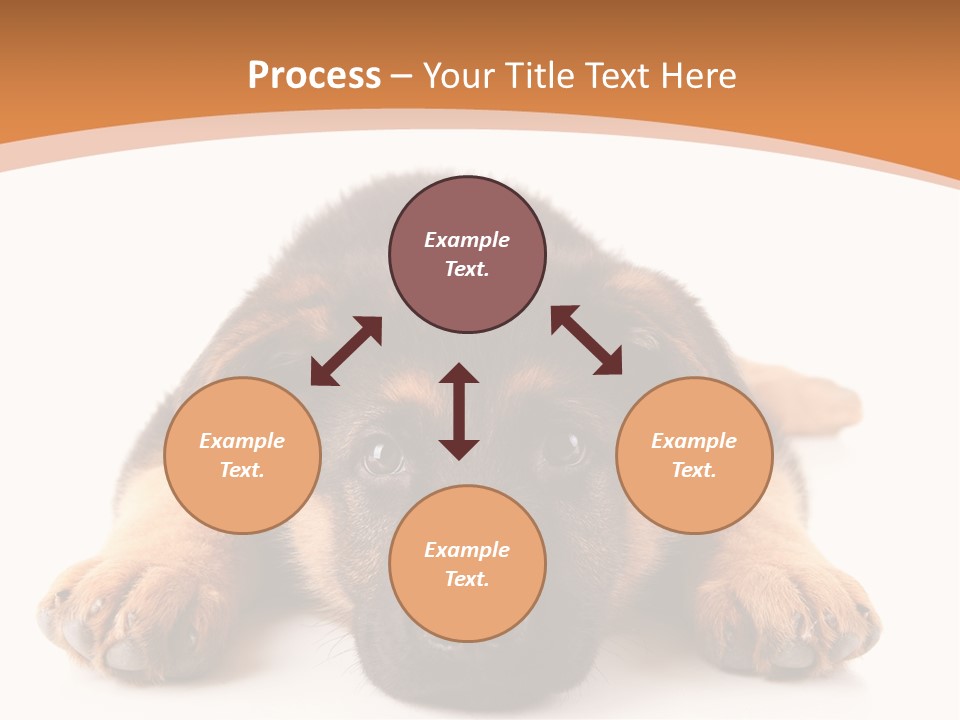 Purebred Domestic Mammal PowerPoint Template