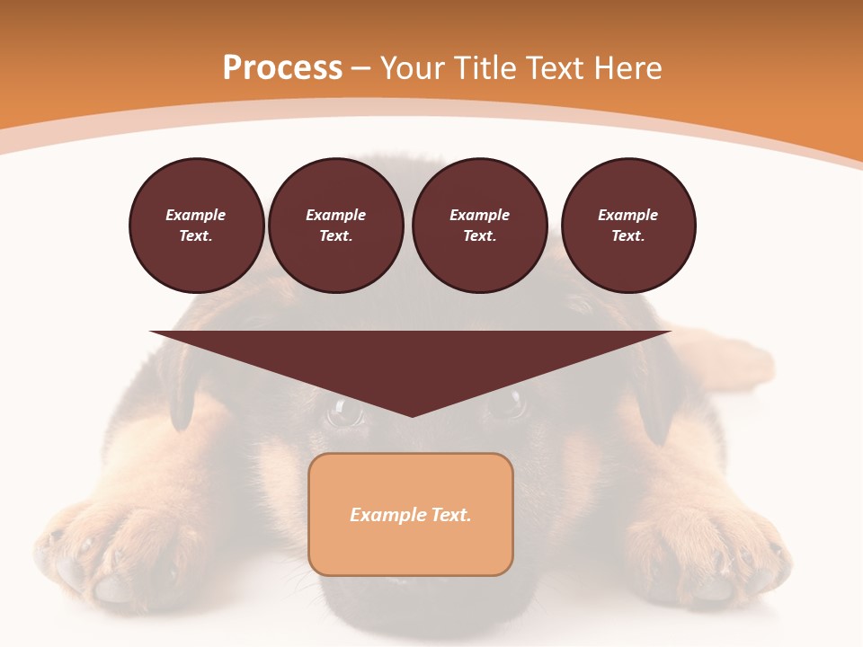 Purebred Domestic Mammal PowerPoint Template